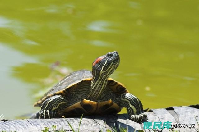 乌龟年龄怎么看呢（不同种类乌龟的寿命都有何不同）