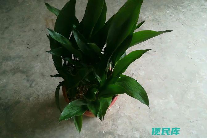 一叶兰的养殖方法和注意事项（一叶兰的种植和病虫害预防）