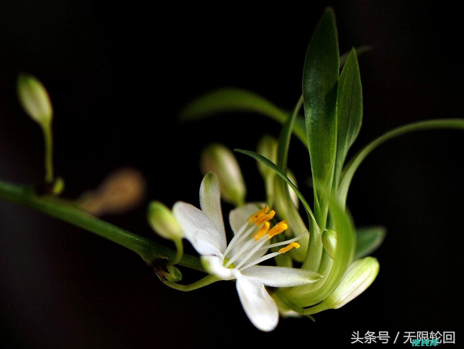 赞美兰花的诗句（盘点5首经典优美的兰花诗词赏析）