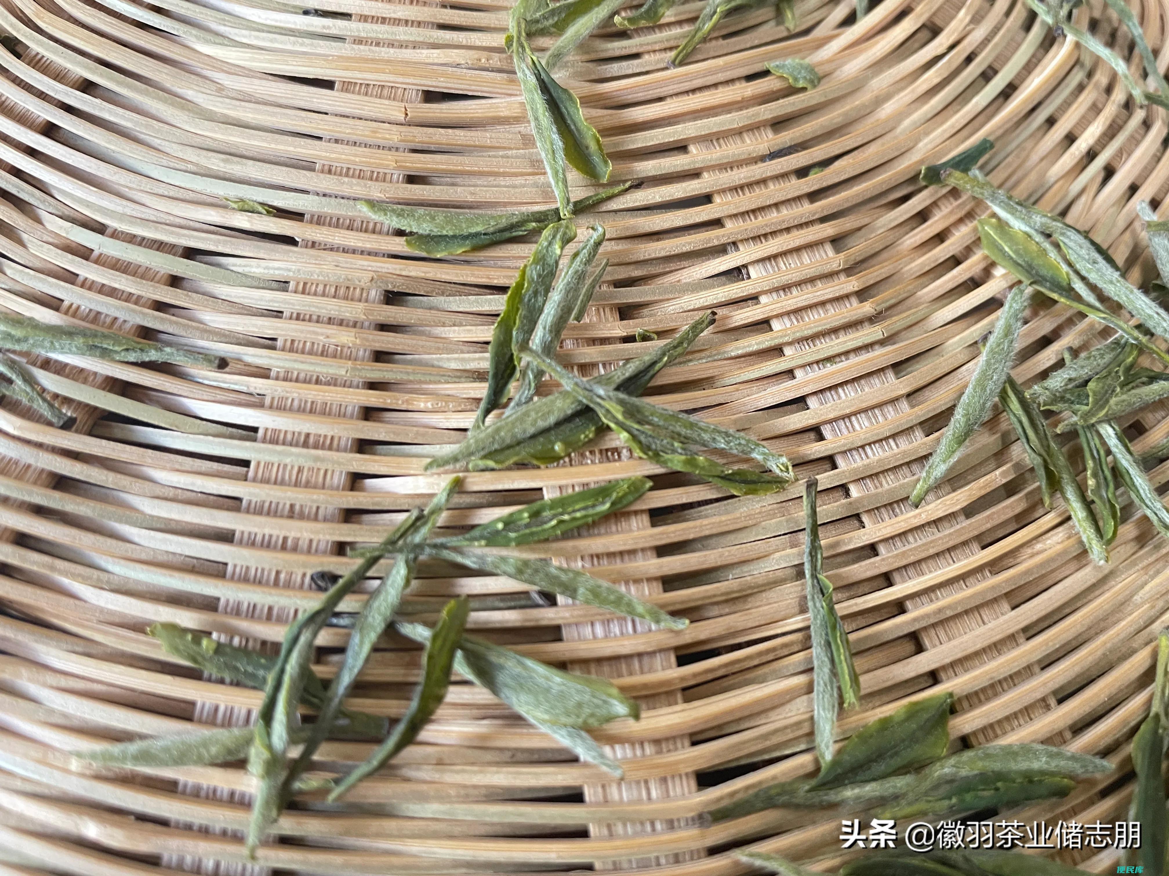 霍山黄芽属于什么茶（霍山黄芽的制作工艺以及流程）
