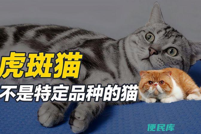 虎斑猫品种揭秘（解析虎斑猫的品种特征）