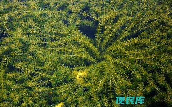 黑藻的分类和特征 (黑藻是高等植物还是低等植物)