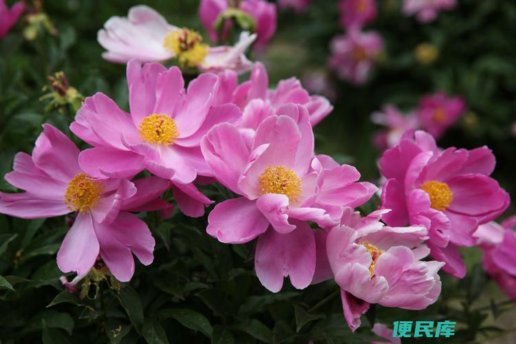 解析芍药花的象征与寓意（了解芍药花所代表的意义与象征）