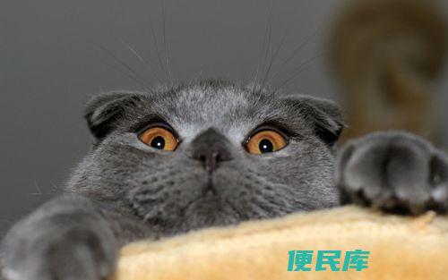 公猫绝育最佳时间（介绍公猫绝育的最佳时期）
