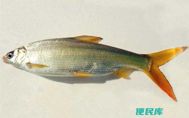 黄尾鱼绝杀饵料配方（制霸黄尾鱼的必杀组合）