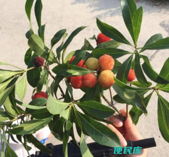 水杨梅的养殖方法和注意事项（花盆里种杨梅该注意什么）