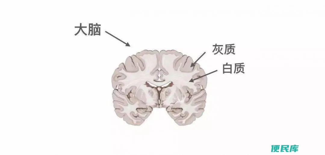 灰质与白质的异同（解析灰质和白质的区别）