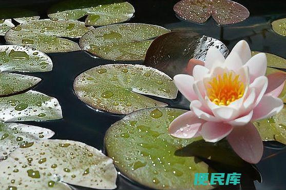 水生植物分类一览（介绍不同类型的水生植物）