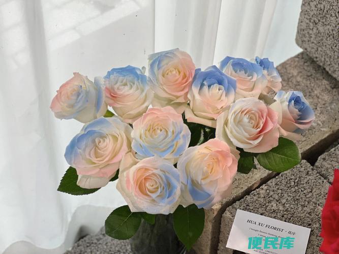 人鱼姬玫瑰的花语（解读人鱼姬玫瑰的含义）