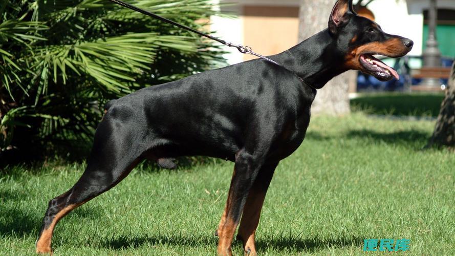 杜宾犬的价格参考（了解杜宾犬的大致市场价值）