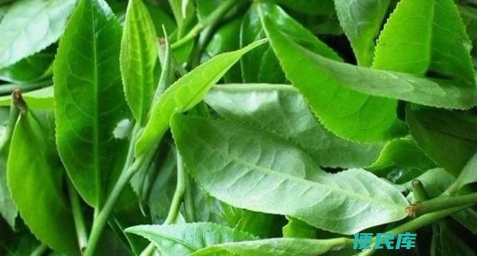 九宝香安茶的功效作用（介绍九宝香安茶的功效和作用）