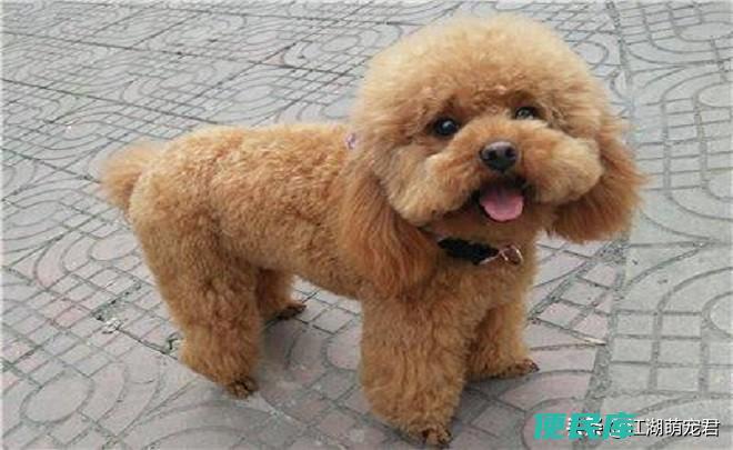 泰迪与贵宾的区别图（教你如何辨别泰迪犬和贵宾犬）
