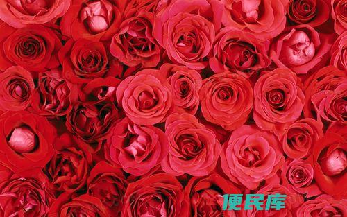 结婚纪念日送老婆什么鲜花（结婚纪念日应该送给老婆什么样的鲜花）