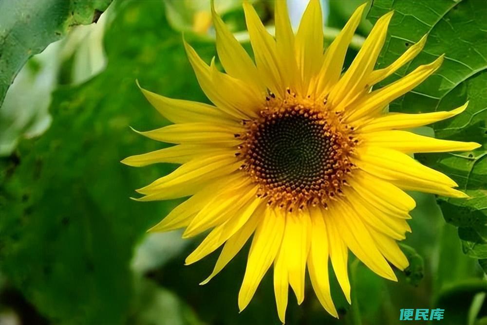 怎么夸别人帅(盘点一些幽默夸人长得帅的句子有哪些)