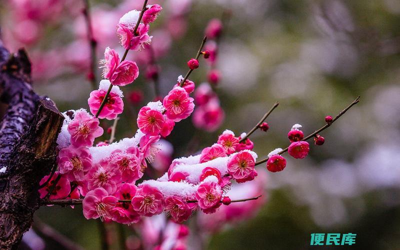 傲雪寒梅的寓意（解释傲雪寒梅所代表的象征意义）