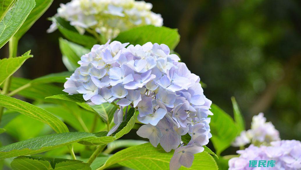 绣球花颜色与土壤酸碱