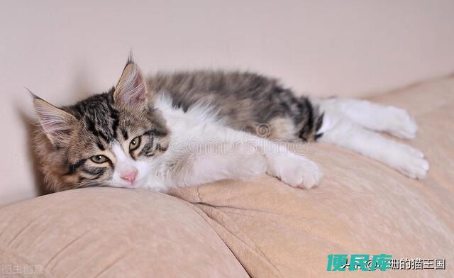 猫咪发情了怎么办（铲屎官必知的关于猫咪发情的那些事）