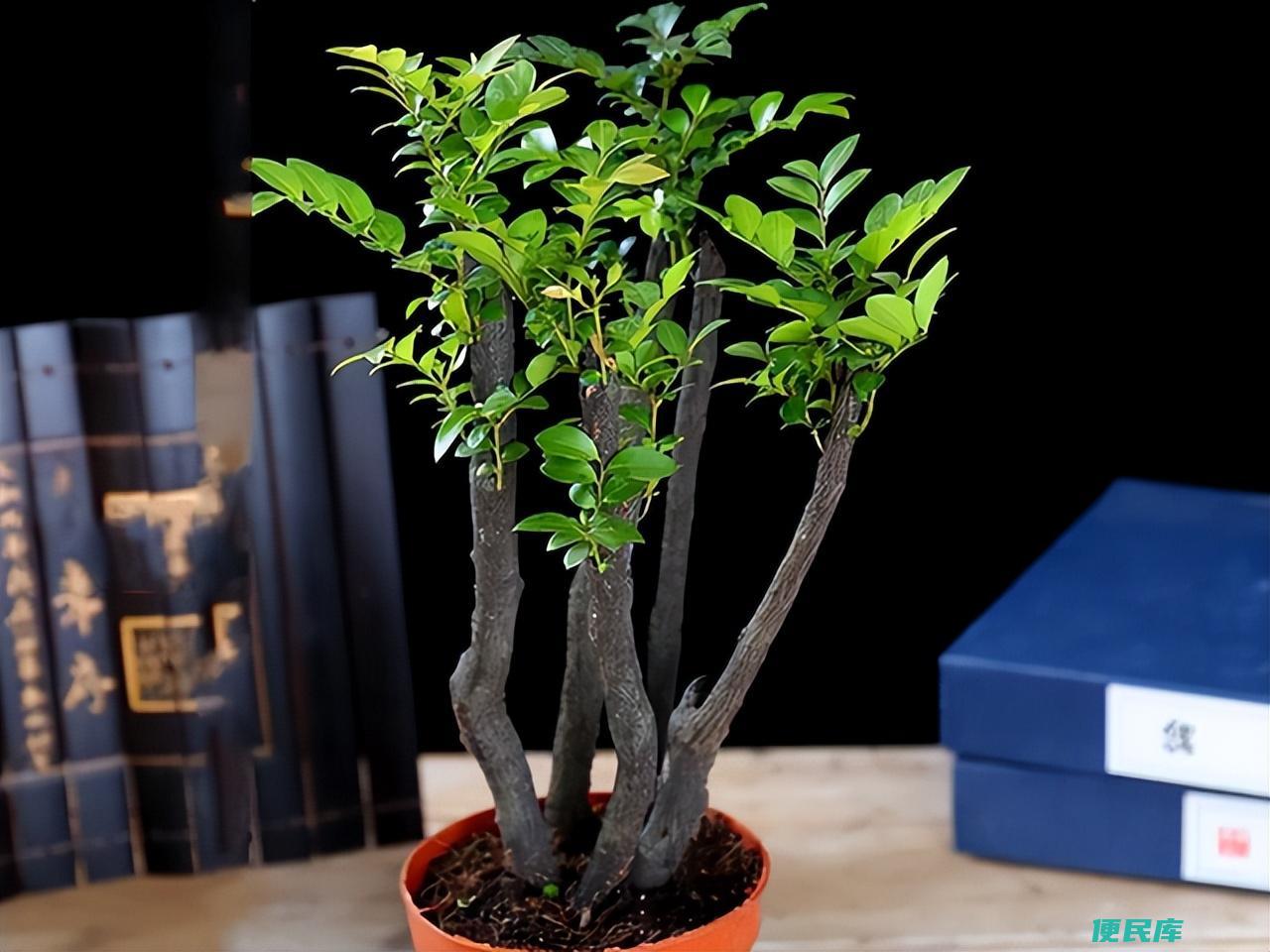 小叶紫檀有香味吗好闻吗（小叶紫檀盆景怎么养比较好）