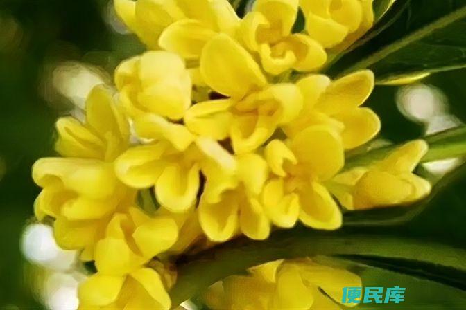 木樨花与桂花区别比较（对比木樨花和桂花的特征和区别）