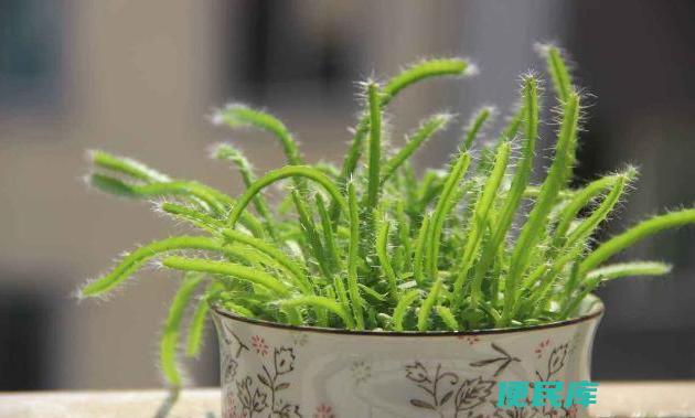 火龙果怎么种植盆栽（家庭火龙果的种植方法与技巧）