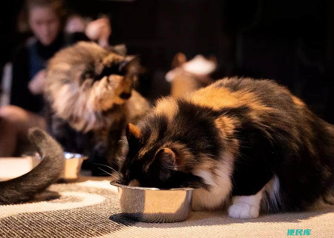 质量口碑较好的猫粮（有哪些安全性价比高的猫粮品牌）