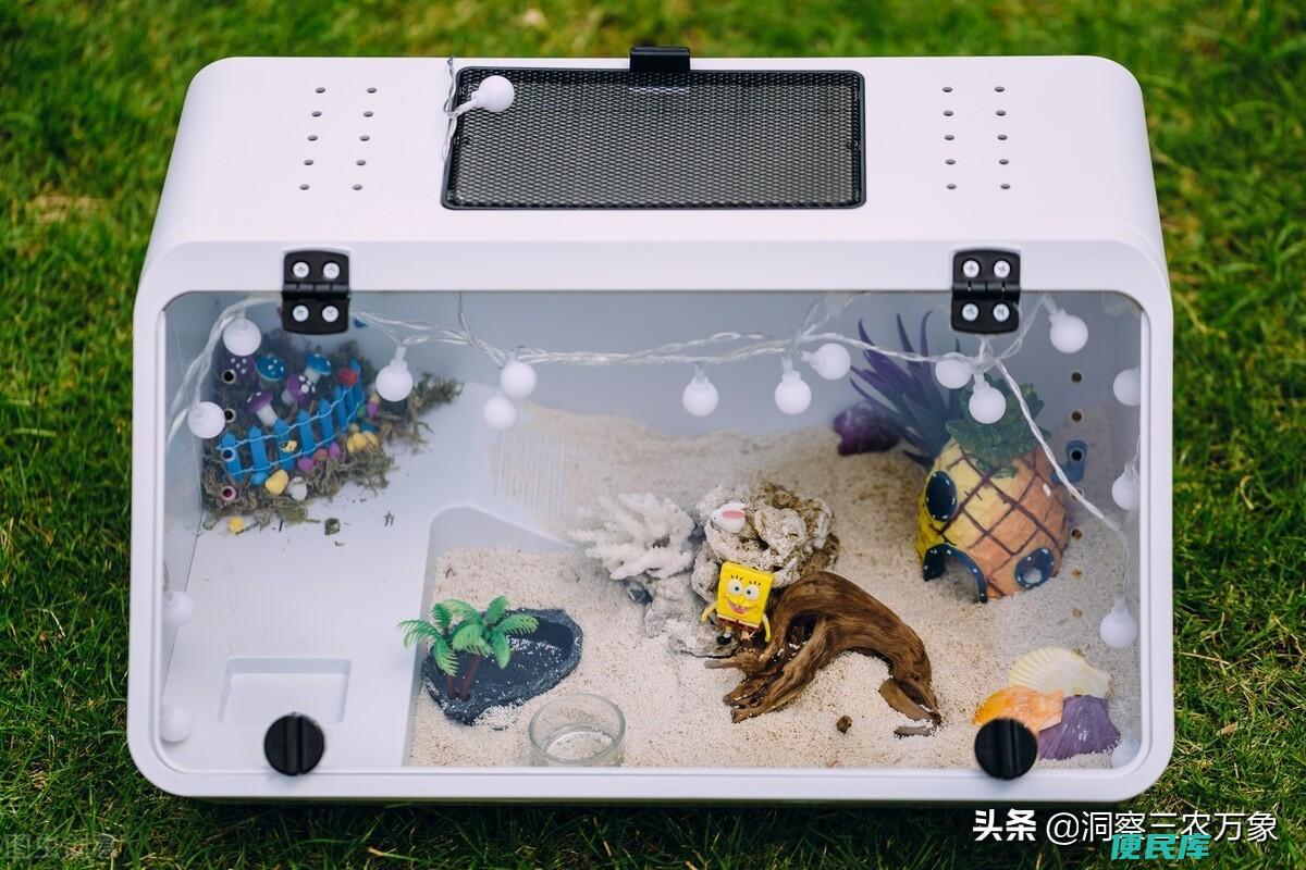 寄居蟹吃什么食物（寄居蟹的正确饲养方法和注意事项）