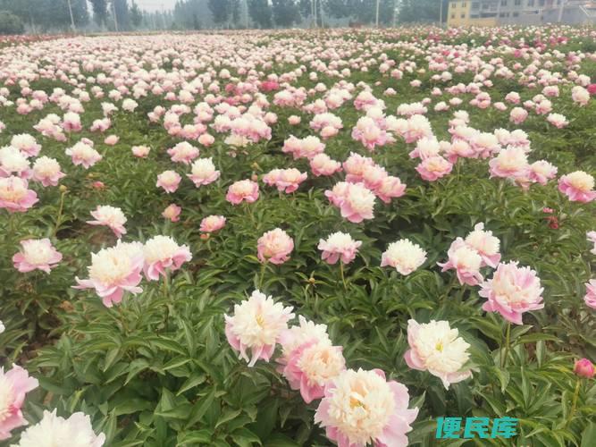 菏泽牡丹几月份开花（牡丹花在菏泽的开花时间）