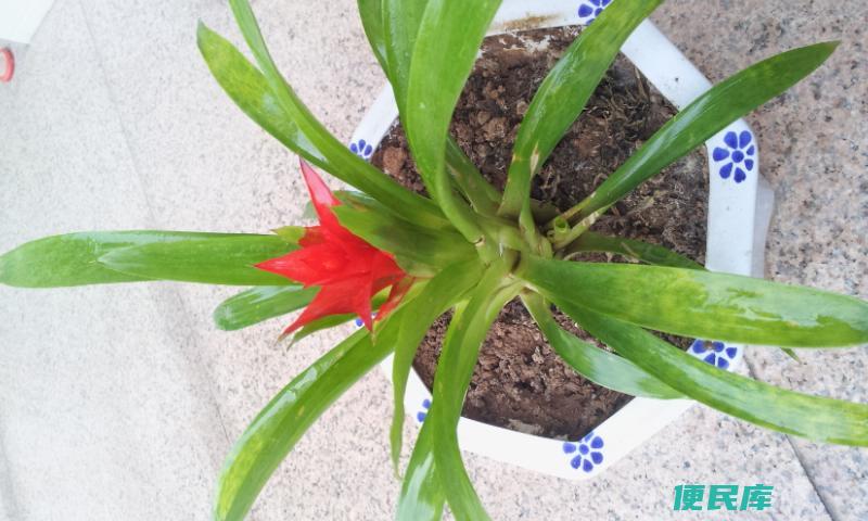 鸿运当头花叶子干枯发黄（揭示鸿运当头植物叶子干枯发黄的原因）