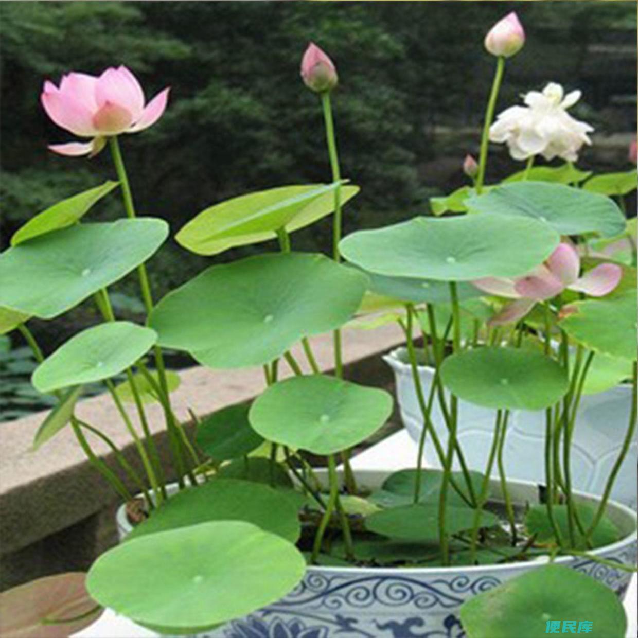 碗莲的种植方法水培步骤（碗莲怎么种植才能轻松发芽）