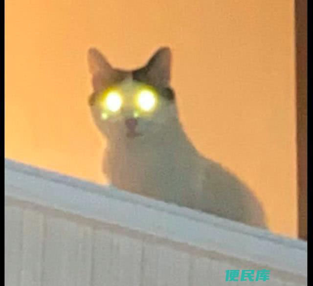 猫能分辨几种颜色（猫咪眼中的世界都有哪些不同颜色）