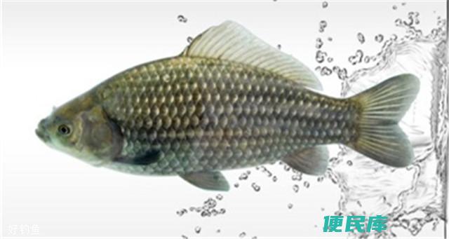 鲫鱼分公母吗（鲫鱼性别分别）