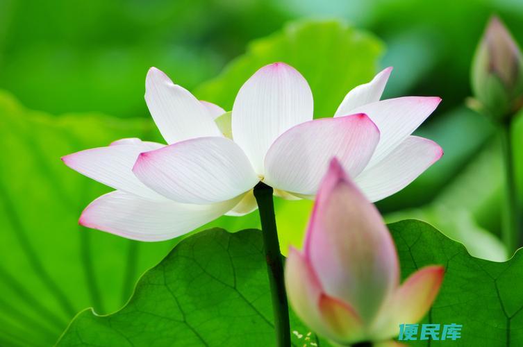 荷花的花语和象征意义（解释荷花所代表的花语和象征意义）