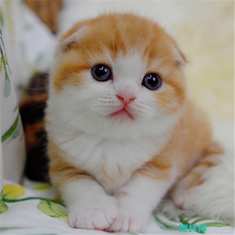 折耳猫能活多久（让折耳猫延长寿命的五个注意事项）