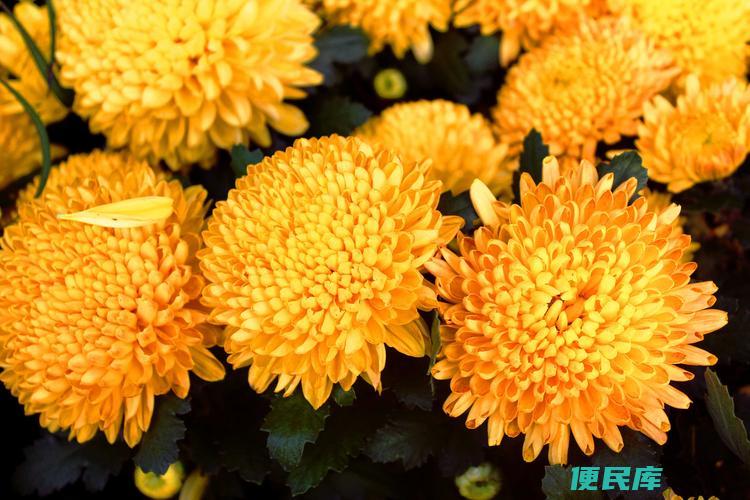 菊花的香味描写（用文字描绘菊花独特的香气）