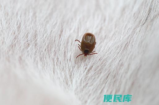 除根跳蚤的有效方法（彻底除根跳蚤的有效方法）