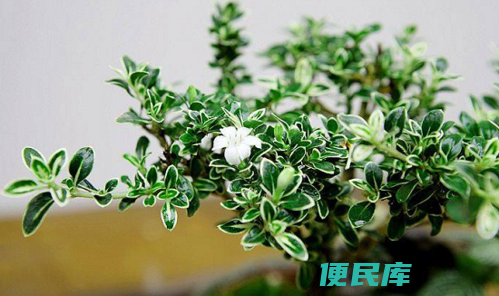 六月雪的养殖方法和注意事项（六月雪的种植技巧和注意事项）
