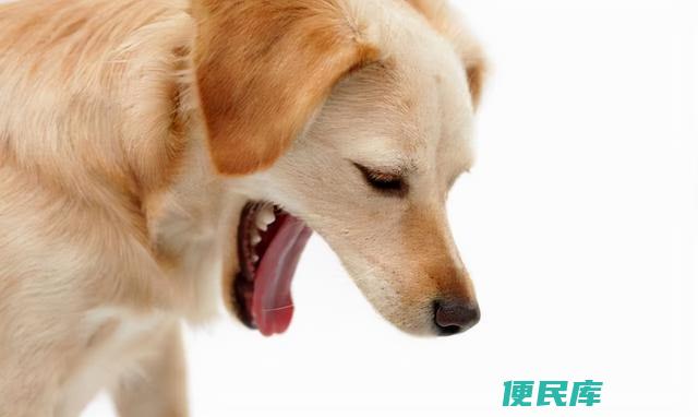 狗呕吐的原因分析（解释狗呕吐的可能原因和处理方法）