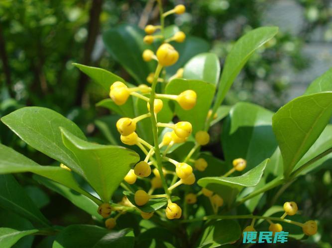 适合室内栽培的米兰花（米兰花适合在室内养吗）