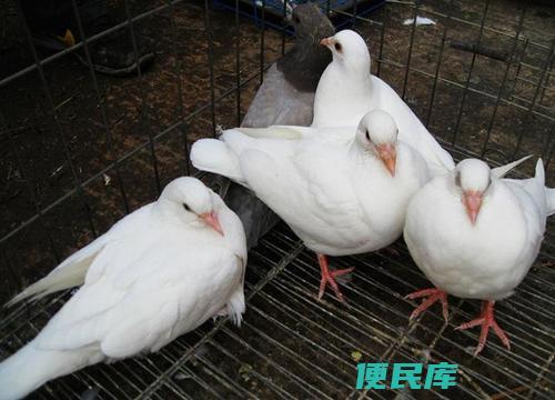 养鸽子赚钱吗（养鸽子是否具有盈利潜力）