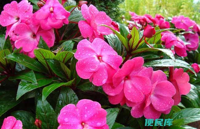 凤仙花怎么养（凤仙花的种植与养护方法）