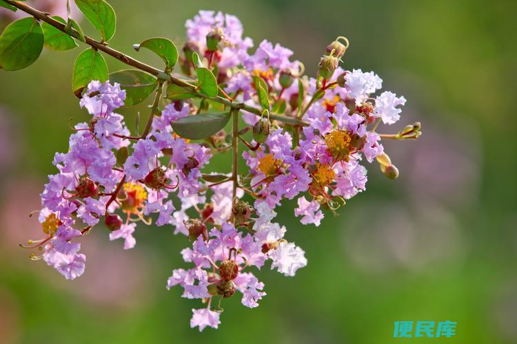 风水上不能养的花（揭示风水学中不宜养护的花卉品种）