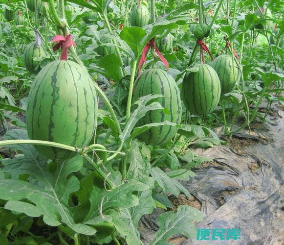 西瓜种植技术与方法（种植西瓜的技术与方法）
