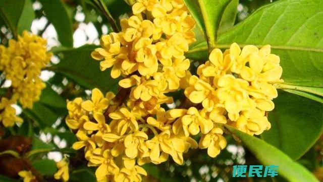 金桂花树的种植技巧（金桂花树的种植方法和技巧）