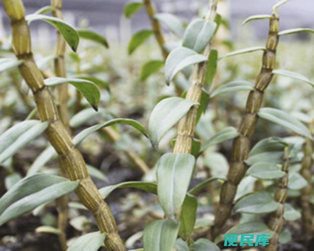 铁皮石斛种植技巧分享（分享种植铁皮石斛的方法和技巧）