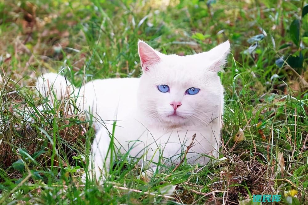 猫丢了怎么找回来（有效寻找走丢猫咪的方法有哪些）