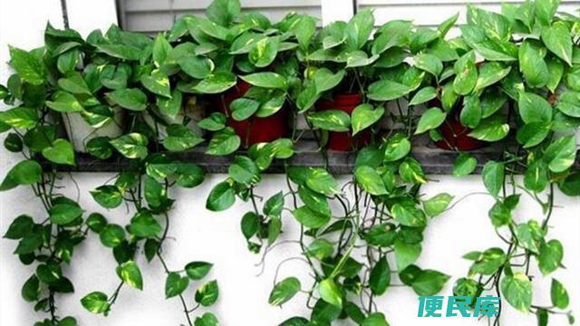 绿萝花语象征与寓意（解读绿萝的花语和寓意）