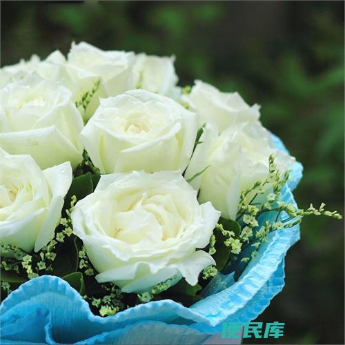 11朵白玫瑰的寓意是什么（解读11朵白玫瑰的象征意义）