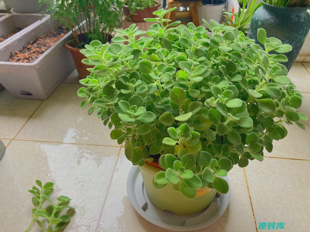 碰碰香的养殖方法（掌握碰碰香种植的要点）