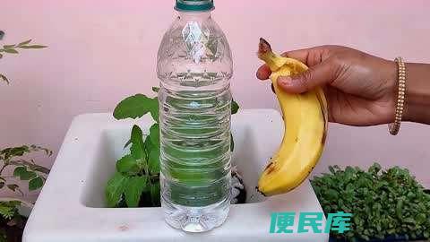 香蕉皮泡水浇花的天数（香蕉皮浸泡水的最佳浇水时长）
