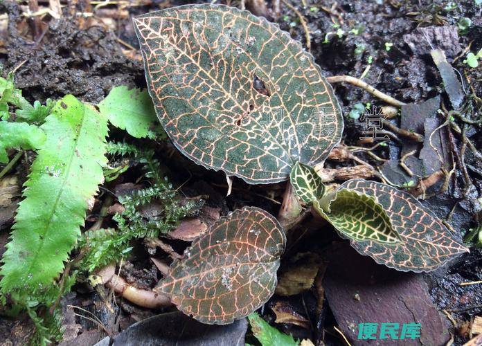 金线莲的身份（探秘金线莲的植物身份）